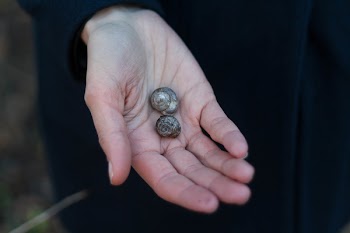 Shells on Person's Right Palm