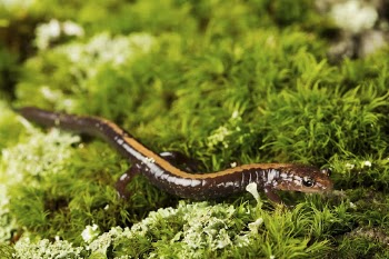 Shenandoah salamander background. Free public | Free Photo - rawpixel