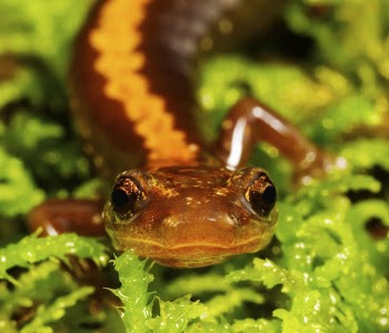 Shenandoah salamander. Free public domain | Free Photo - rawpixel