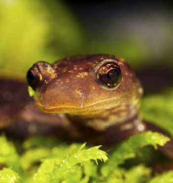 Shenandoah salamander. Free public domain | Free Photo - rawpixel