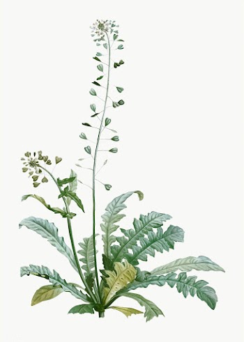 Shepherd's Purse flowers | Free stock vector - 573987