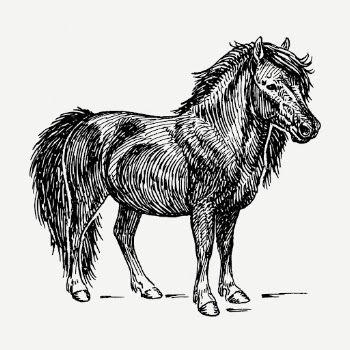 Shetland pony, animal illustration psd. | Free PSD Illustration - rawpixel