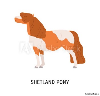 Shetland pony flat vector illustration