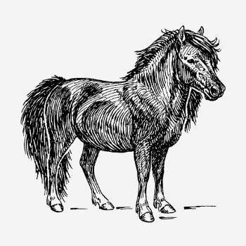 Shetland pony, vintage animal illustration. | Free Photo Illustration - rawpixel