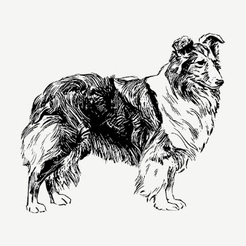 Shetland Sheepdog drawing, vintage illustration | Free PSD - rawpixel