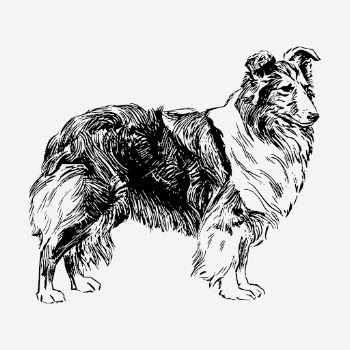 Shetland Sheepdog hand drawn illustration. | Free Photo - rawpixel