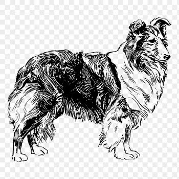 Shetland Sheepdog png drawing sticker | Free PNG - rawpixel