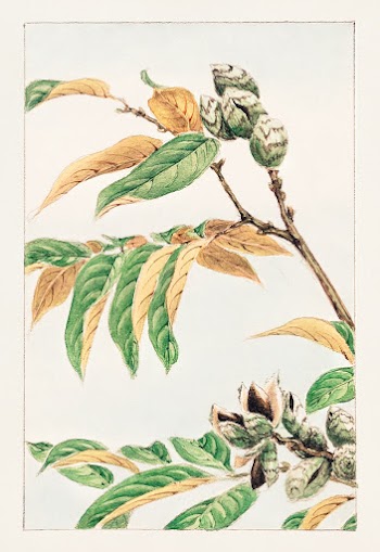 Shi during 1870&ndash;1880 by Megata Morikaga. Original from Library of Congress. Digitally enhanced by rawpixel.