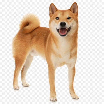 Shiba Inu Akita French Bulldog Pembroke Welsh Corgi Pomeranian - Sweet smile of Shiba Inu 
