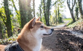          Shiba Inu – Forest Dog Walk Free Photo     