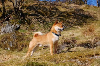 Shiba-Inu.jpg