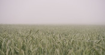 shift-tilt lens photograph of green field