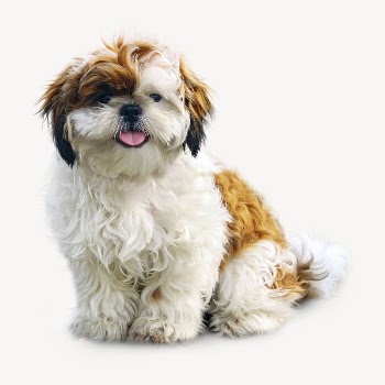 Shih Tzu dog collage element | Free PSD - rawpixel