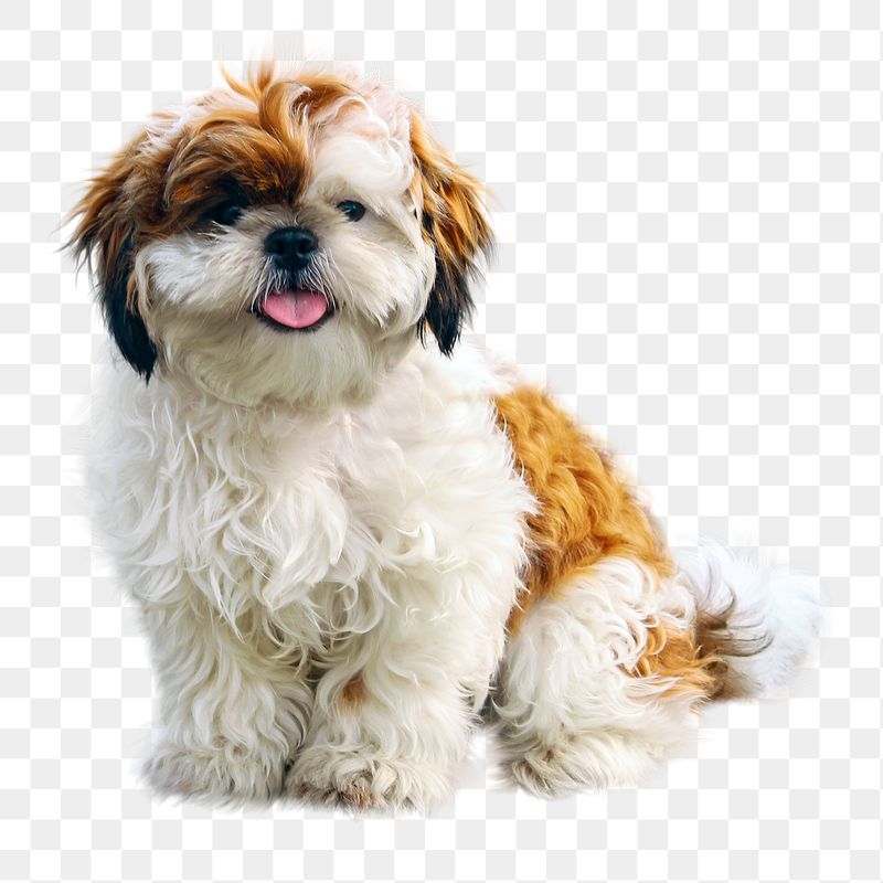 Shih Tzu dog png sticker, | Free PNG - rawpixel