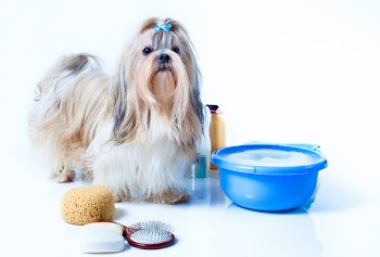 Shih tzu dog washing concept. Portrait with comb, towels and soap. On white background.
