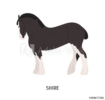 Shire horse flat vector illustration