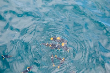 Shoal of Black Fishes on Water