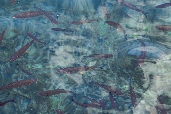 shoal of brown pet fish