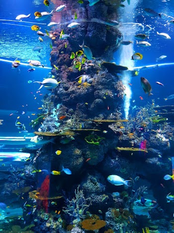 Shoal of Fish