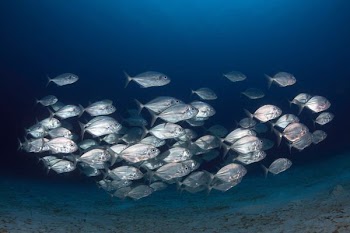 shoal of fish