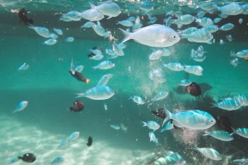 Shoal of fishes swimming underwater in sea