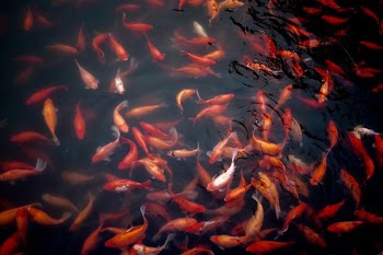 shoal of koi fish