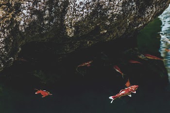 Shoal of Koi Fish Near Rock Formation