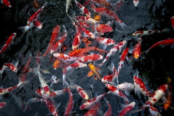 Shoal Of Orange Koi