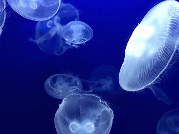 Shoal of White Jellyfish