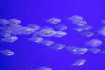 Shoal of X-ray Fish