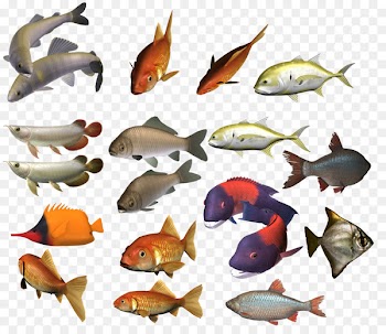 Shoaling and schooling Fish Clip art - fish 