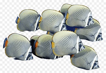 Shoaling and schooling Portable Network Graphics Goldfish Clip art Image - fish 