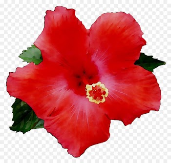 Shoeblackplant Annual plant Herbaceous plant Plants Rosemallows -  