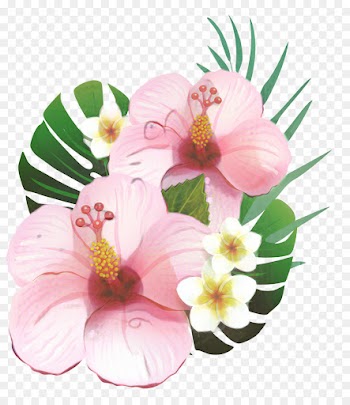 Shoeblackplant, Cartoon, Common Hibiscus, Pink, Petal PNG