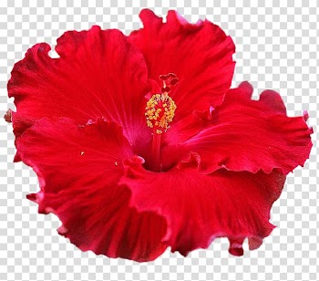 Shoeblackplant Cut flowers Petal , flower transparent background PNG clipart