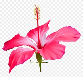 Shoeblackplant Floral Design Flower Petal Weighing - Hibiscus Flower Transparent Background