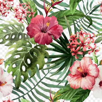 Shoeblackplant Flower Hawaiian hibiscus Drawing - Red hibiscus flower vector material 