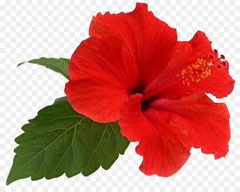 Shoeblackplant Flower Leaf Roselle - hibiscus flower 