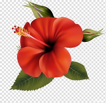 Shoeblackplant Flower Mallows , pretty flowers transparent background PNG clipart