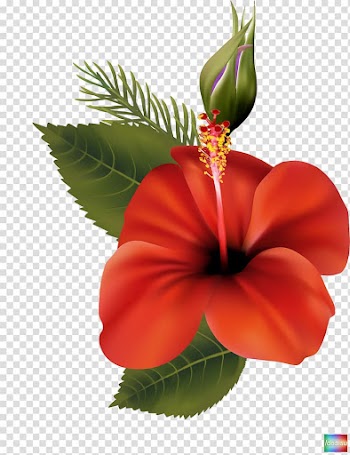 Shoeblackplant Flower Mallows , tropical flower transparent background PNG clipart