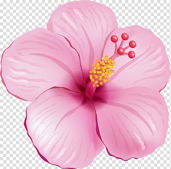 Shoeblackplant Flower , tropical transparent background PNG clipart