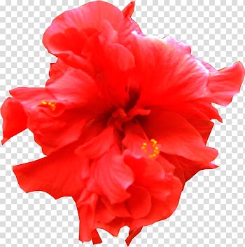 Shoeblackplant Hat Cut flowers, Hat transparent background PNG clipart