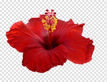 Shoeblackplant Hibiscus tea Roselle Petal Flower, flower transparent background PNG clipart