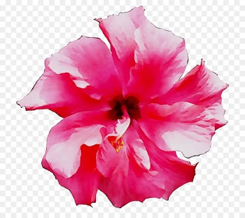 Shoeblackplant Mallows Petal Roselle Flower -  
