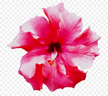 Shoeblackplant Roselle Mallows Flower Pink -  