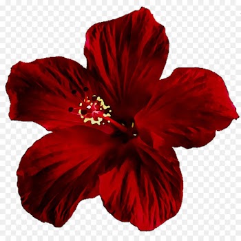 Shoeblackplant Rosemallows RED.M -  
