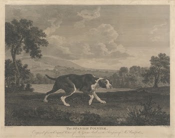 Shooting The Spanish Pointer | Free Photo - rawpixel