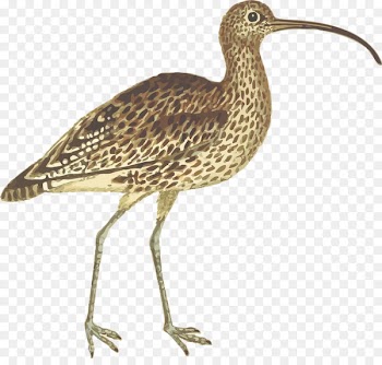 Shorebirds Eurasian curlew Long-billed curlew Wader - bird 