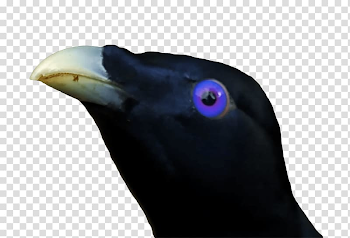 Short-beak black bird, Lemme Smash Ron Stare transparent ...