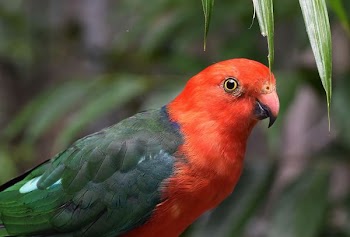short-beak red and green bird